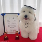 유치원에서 상받아온 댕댕이..강아지보다 더 신난 주인
