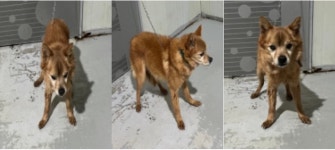 부산 서구 충무대로에서 강아지 발견 보호