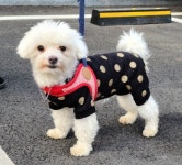 경기 평택 비전1배수지에서  말티즈 발견 보호