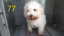 인천 계양구 작전동 풍림아파트에서 비숑 프리제 발견 보호