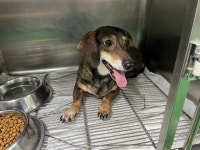 충북 충주 세영더조은아파트에서  닥스훈트 발견 보호