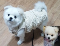 경기 평택 이충로93-4에서 강아지 발견 보호