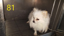 인천 계양 계산동 계양도서관 부근에서 포메라니안 발견 보호