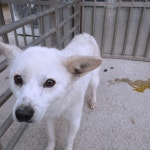 전남 나주시 산포면 예림길에서 강아지 발견 보호