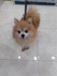 대구 수성 범어4동치안센터에서  포메라니안 발견 보호