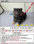 경기 가평 가평통합취수장에서 강아지 발견 보호