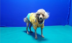 경북 경산 중방동에서 푸들 발견 보호..생리중