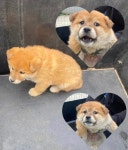 경남 사천 사천읍에서 강아지 발견 보호