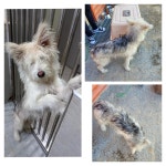 충남 당진시 읍내동에서 강아지 발견 보호