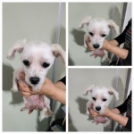 경기 남양주 화도읍에서  말티즈 발견 보호