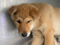 광주 동구 충장동에서 강아지 발견 보호