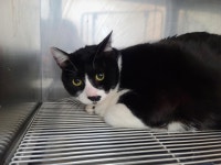 전북 전주 서곡두산아파트 화단에서 턱시도 고양이 발견 보호