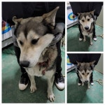 경기 남양주 진접읍에서  시베리안 허스키 발견 보호