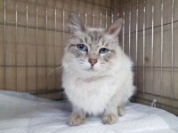 경기 광주시 오포초등학교 인근에서 믹스고양이 발견 보호..중성화수술 실밥