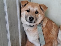 경북 예천 예천읍에서 강아지 발견 보호