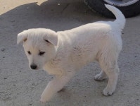 전남 담양 담양읍에서 강아지 발견 보호