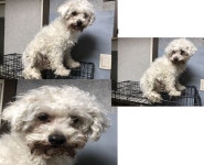 부산 연제 교대로에서  비숑 프리제 발견 보호