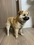 광주 광산구 도산동에서 강아지 발견 보호