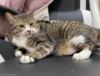 경계심 심한 냥이 몸과 마음 살찌운 집사 파워..8개월 만에 뚱냥이 돼