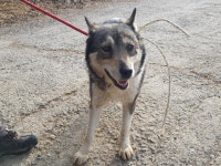 경기 광주시 이배재로 일대에서 시베리안 허스키 발견 보호