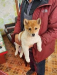 대구 달성 창리길에서 강아지 발견 보호
