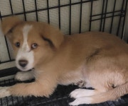 대구 북구 태전로에서 강아지 발견 보호