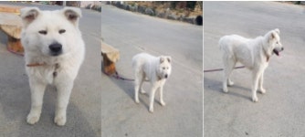 경남 김해시 주촌면 서부로에서 강아지 발견 보호