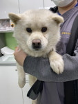 강원 춘천시 신북로에서 강아지 발견 보호