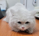 경기 수원시 권선구에서  터키시 앙고라 발견 보호