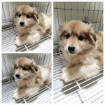 경기 남양주시 진접읍에서 강아지 발견 보호