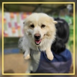 전남 장성 서삼면에서 강아지 발견 보호