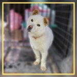 전남 장성 북이면에서 강아지 발견 보호