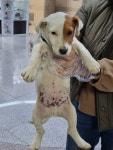 경기 하남시 성광학교주변에서 강아지 발견 보호