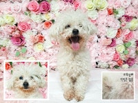 경북 포항시 두호동 창포아이파크에서 푸들 발견 보호