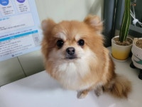 경기 안산시 본오지구대에서 포메라니안 발견 보호