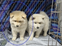 경남 창원시 의창구에서 강아지 발견 보호