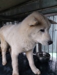 충남 보령시 남포면에서 강아지 발견 보호