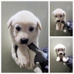 경기 남양주시 진접읍에서 강아지 발견 보호