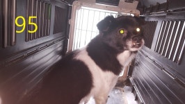 인천 계양구 작전동 현광아파트에서 검흰색 강아지 발견 보호