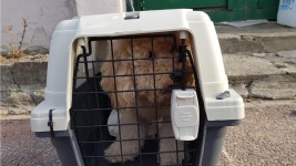 강원 강릉시 화부산로에서  푸들 발견 보호