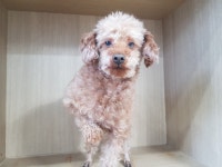 경기 광주시 행정타운로 일대에서 푸들 발견 보호