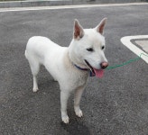 경기 용인시 처인구 모현파출소에서 강아지 발견 보호