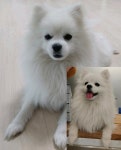 경기 평택시 세교초등학교 부근에서 강아지 발견 보호