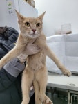 충북 청주시 안뜸로에서 아비시니안 믹스묘 발견 보호