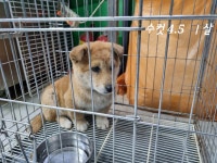 경기 고양시 중산동에서 강아지 발견 보호