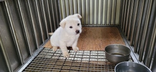 경북 문경시 산양반곡에서 강아지 발견 보호