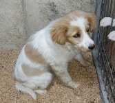 경북 청송 주왕산면에서 강아지 발견 보호