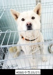 경남 통영시 평림동에서 강아지 발견 보호