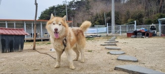 전북 임실 오수면에서  시베리안 허스키 발견 보호