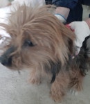 전북 부안 보안면에서 강아지 발견 보호